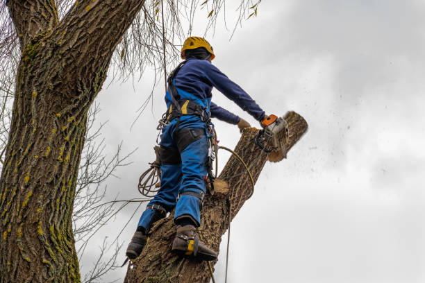 Best Palm Tree Trimming  in Burbank, WA